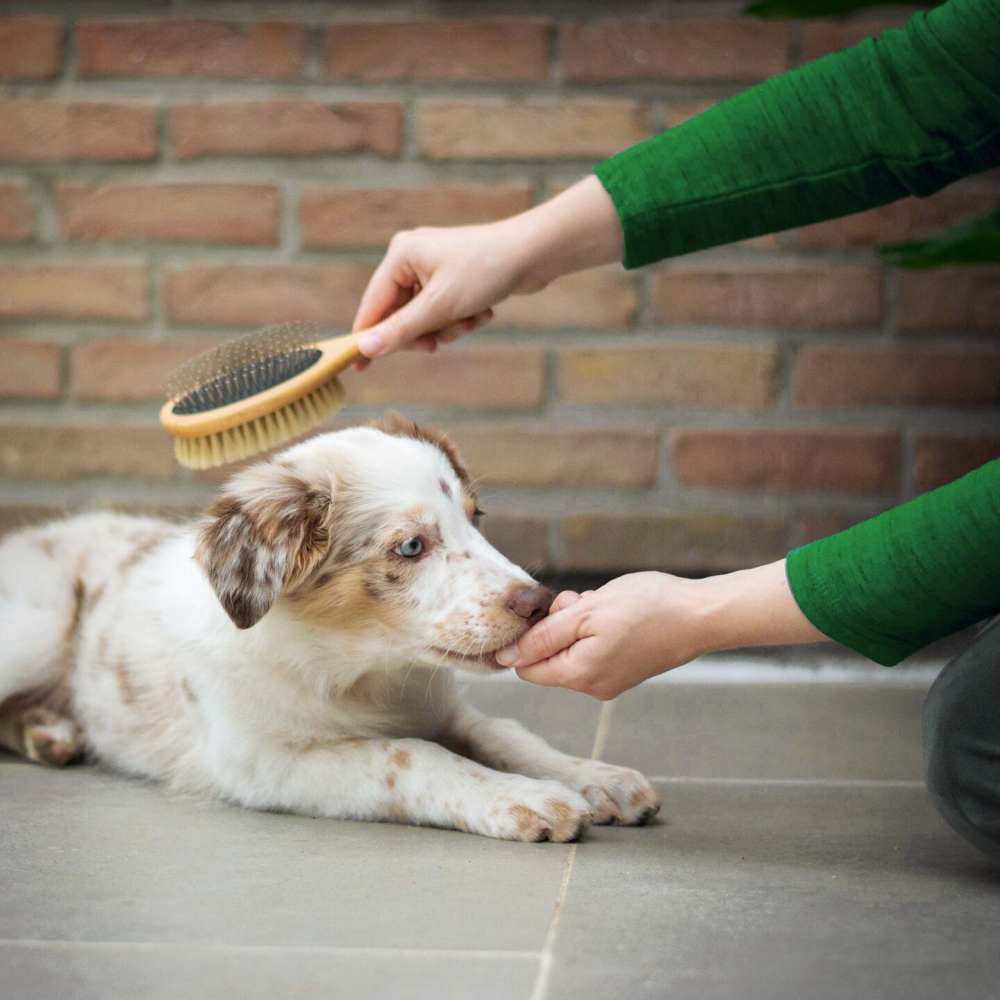<strong>13 OF THE MOST COMMON DOG SKIN CONDITIONS</strong><br><br>From lumps and bumps to sore, irritated skin &ndash;&nbsp;find out the most common issues for dogs and what helps...</br>